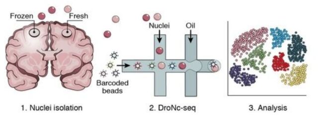 單細(xì)胞測(cè)序技術(shù)(single cell sequencing)