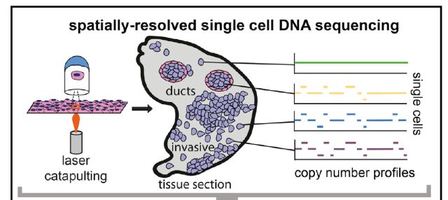 單細(xì)胞測(cè)序技術(shù)(single cell sequencing)