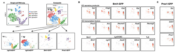 單細胞測序,單細胞測序技術(shù),Drop-seq