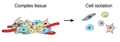 cell-isolation-drop-seq-microfluidics-single-cells-analysis-ARN-AND-barcode-complex-tissue